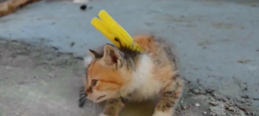 猫咪颈部控制原理与安全操作技巧完全指南