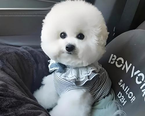 狗狗运动时间安排全攻略：科学规划让爱犬健康快乐