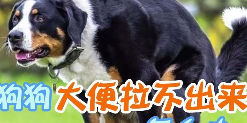 狗大便多是什么原因？15种常见因素及健康问题解析