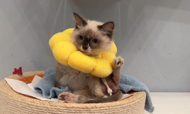 迷你贵宾犬小布的魅力解析：外貌特征与训练指南