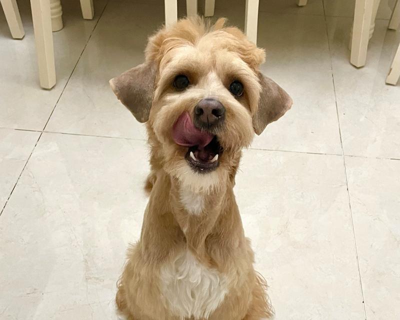 雪纳瑞胡子黄养护指南：保持亮丽色泽的全面护理方法