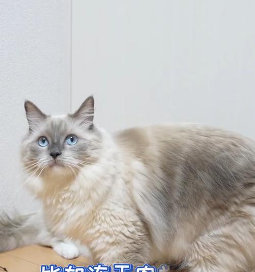 猫咪饮食需求全攻略：如何选择最健康的猫粮和营养搭配