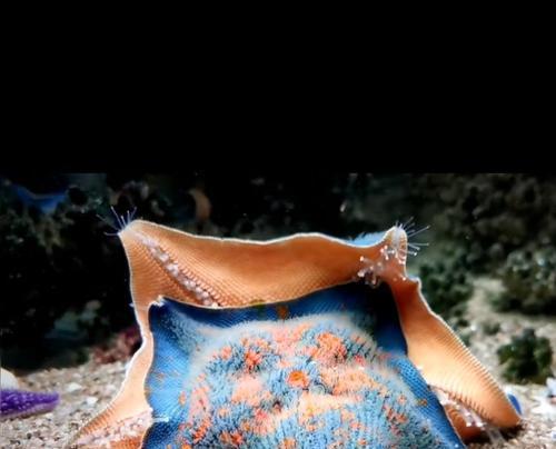 海水缸白色须生物种类全解：养殖要点与观赏价值