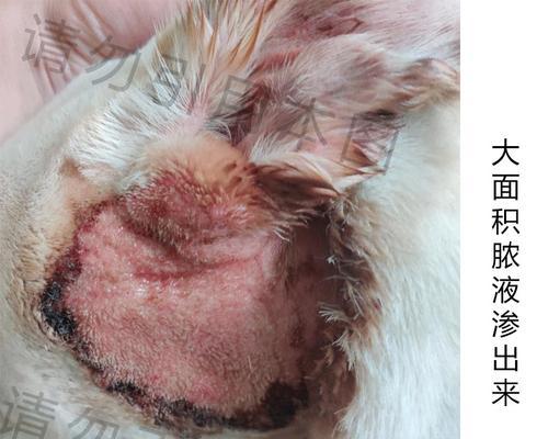 狗焦虫病症状识别与防治全攻略：守护爱宠健康指南