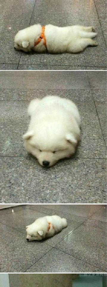 萨摩耶为什么跑不动？骨骼结构与呼吸系统限制解析