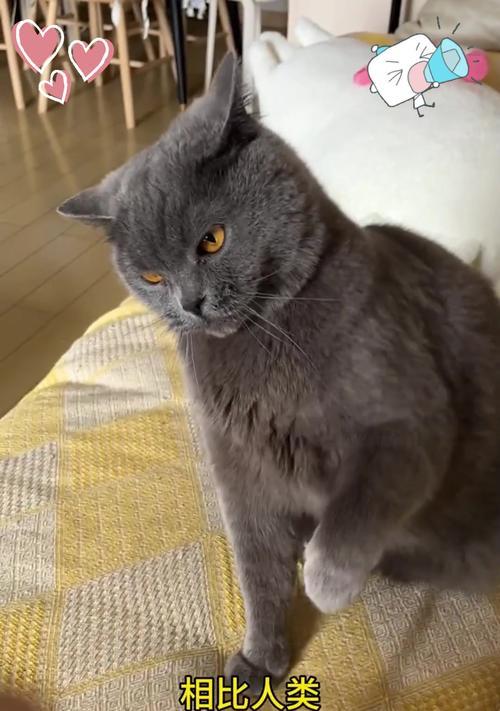 小猫胡须为什么这么长？探究猫咪胡须的神奇功能与作用