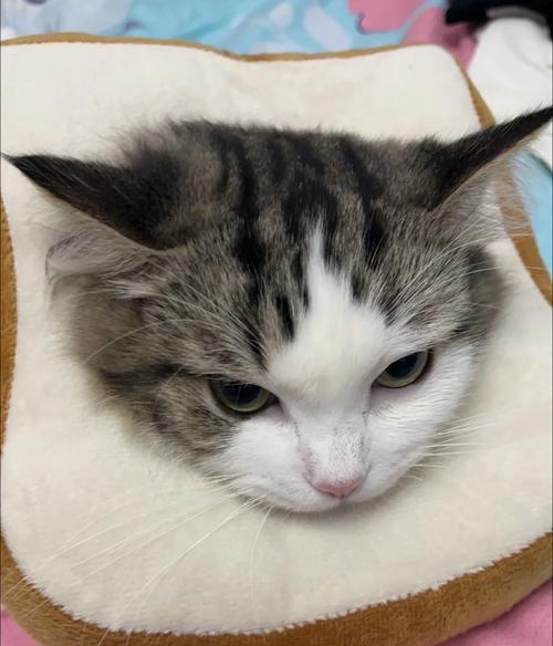 猫咪绝孕的15大益处：保护健康控制数量提升生活品质