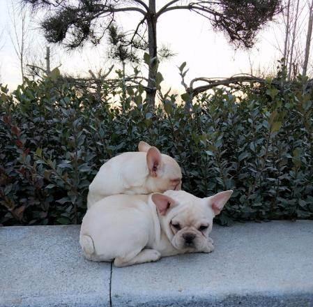 奶油色法斗犬魅力全解：外貌特征与养护指南