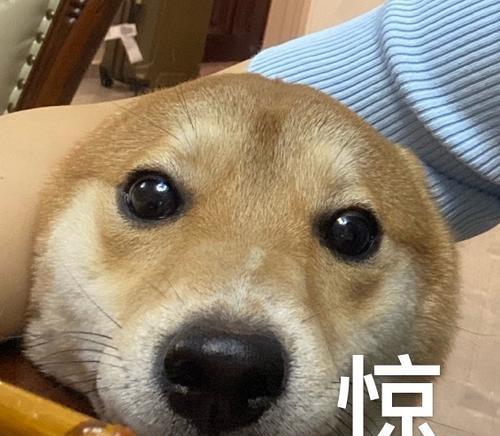 狗鼻子为什么总是凉凉的？揭秘狗狗湿润鼻头的奥秘