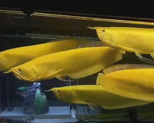 银龙鱼饲养指南：上浮鱼类喂养技巧与水族箱管理