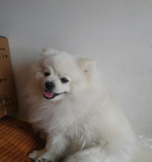 狗狗毛发变白的10大原因及调理方法详解