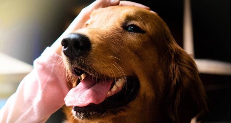 边牧金毛混血犬特征全解析，聪明温顺的理想家庭宠物