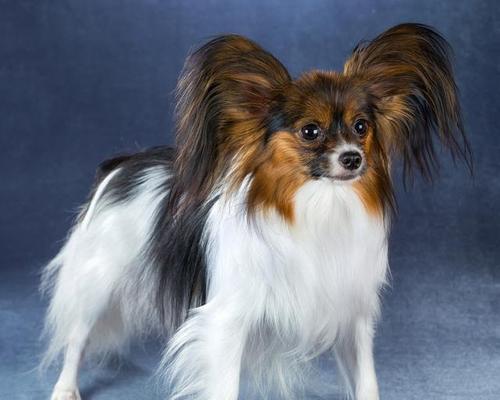 吉娃娃三个月饮食指南：营养均衡食谱全攻略