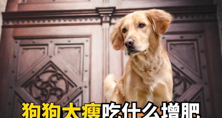 狗狗毛发健康必备15种营养食物推荐