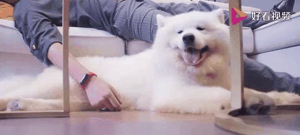 萨摩耶增肌狗粮选择指南：高蛋白饮食促进肌肉发育