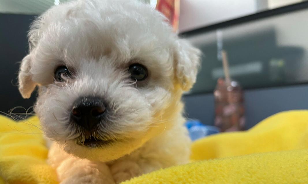 成年比熊掉毛周期与护理指南：了解换毛规律保持毛发健康