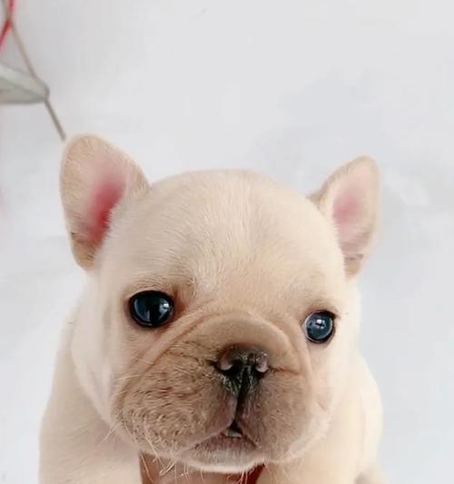 法国斗牛犬孕期15种禁食食物及危害原因详解