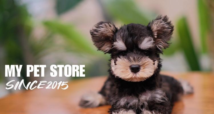 雪纳瑞产后喂养指南：适合母犬和幼犬的安全水果推荐