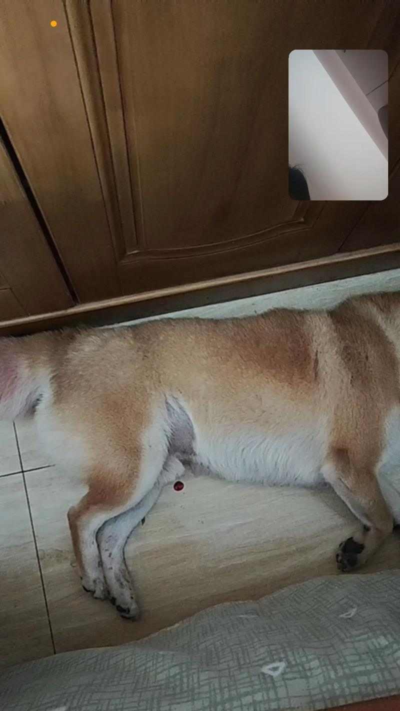 狗狗痉挛症症状识别与有效治疗方法全攻略