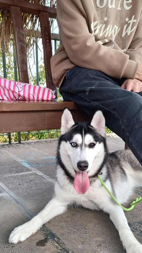 二哈眼睛颜色大全：蓝色褐色异色瞳的多彩魅力