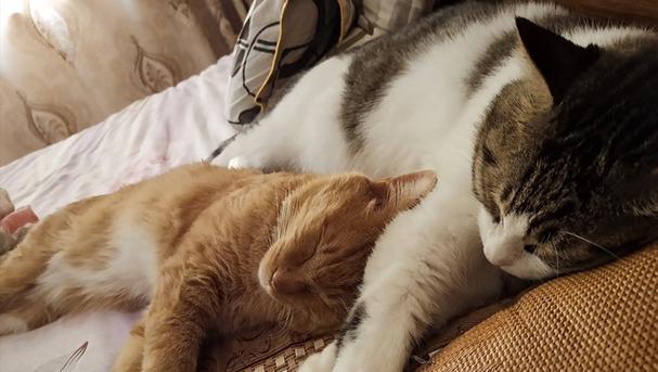 小猫为什么喜欢趴在人身上睡觉？深入了解猫咪行为心理