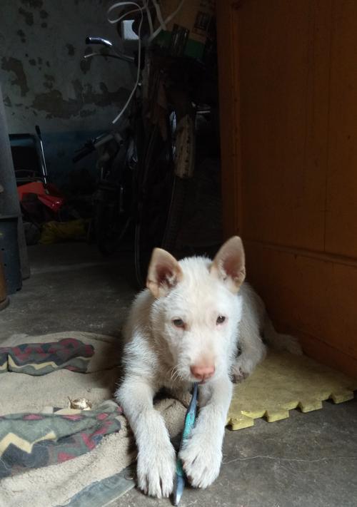 狗狗尾巴疾病的14种常见类型及治疗方法详解