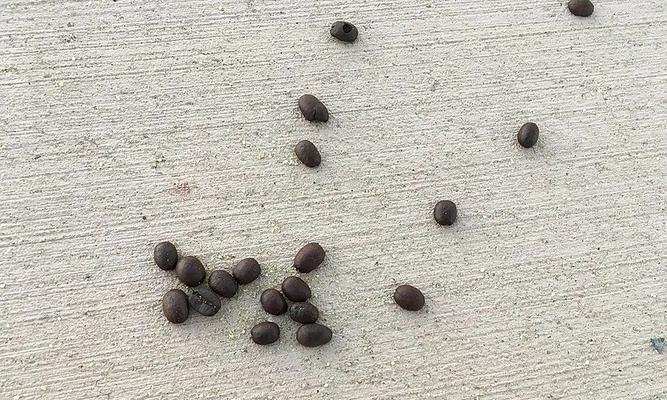 物体变形的原因及机制详解