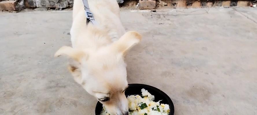 小狗为什么总是吃不饱？科学喂养方法全解析