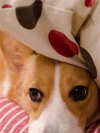 忙碌工作者如何选择适合的狗狗品种及养护指南