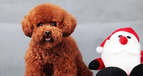 泰迪犬4斤6两标准体重解析，小型犬体型健康管理指南