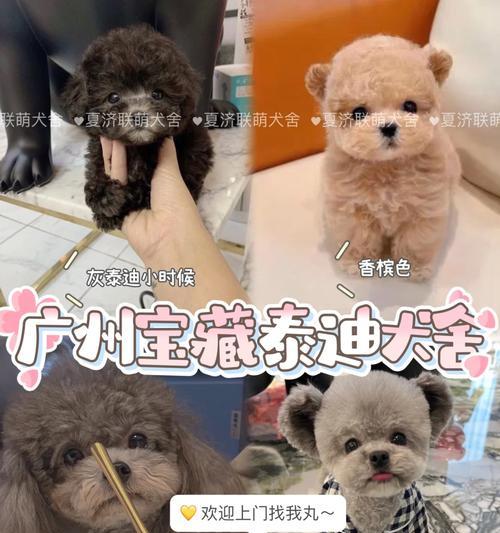 玩具泰迪养护全攻略：15个关键注意事项详解