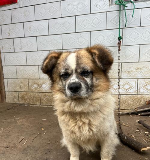 普通小狗品种大全：14种常见宠物狗特点与魅力解析