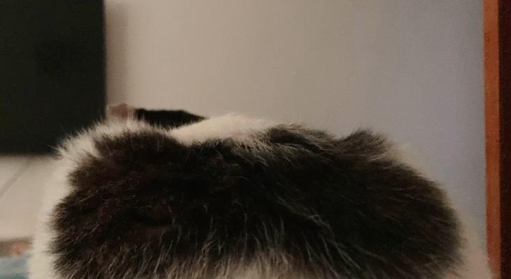 猫屁股黑色物质是什么原因，如何清理和预防