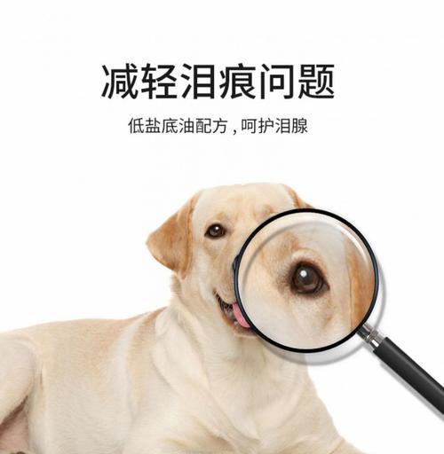 白毛狗无泪腺怎么护理 优质狗粮选择指南