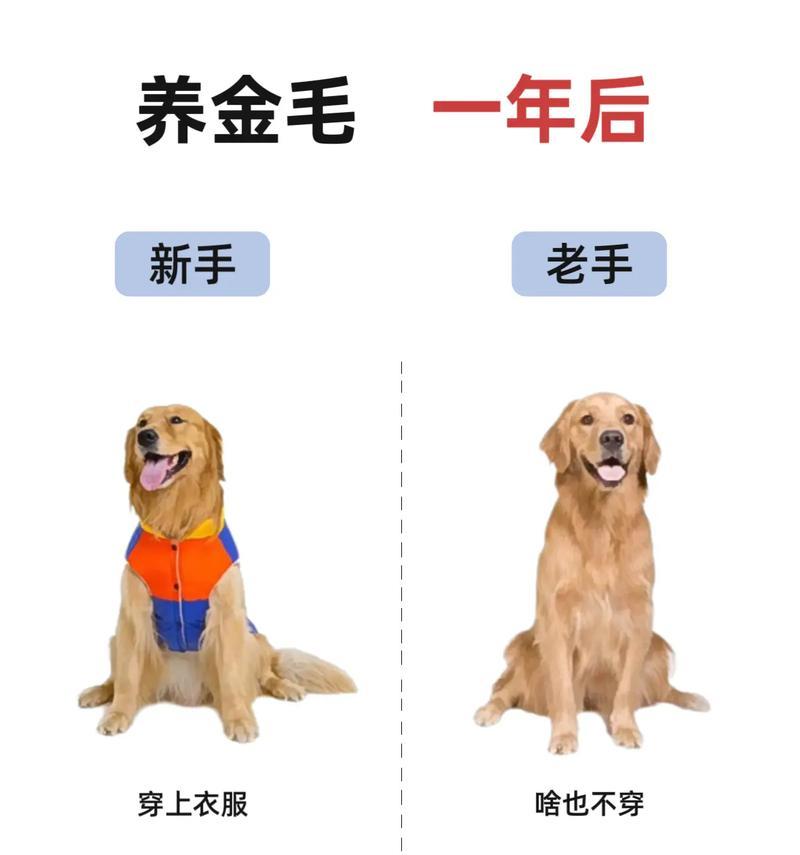 五个月金毛宝宝饲养指南：全面护理要点详解