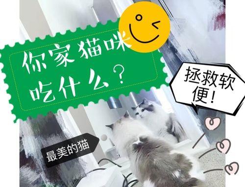 受伤猫咪饮食护理指南：促进康复的营养方案