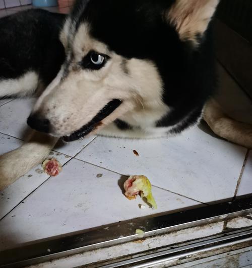 哈士奇为什么爱吃草？解析狗狗食草行为的真正原因