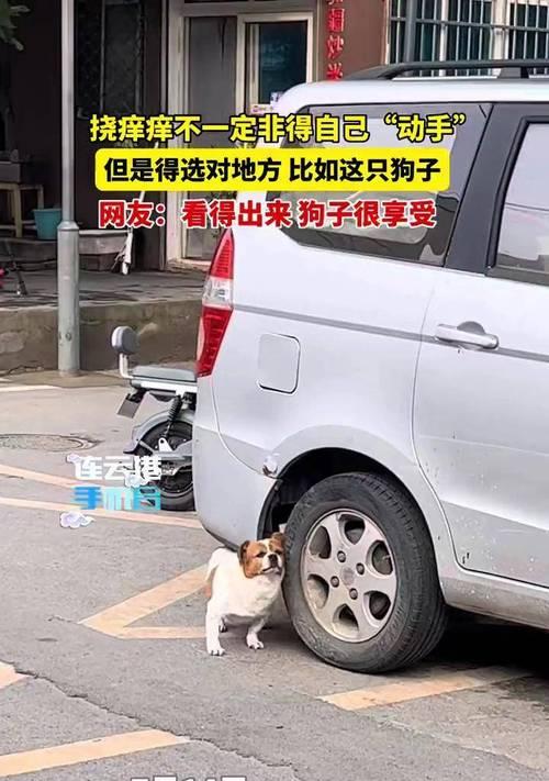 狗狗为什么喜欢被挠下巴？揭秘宠物行为背后的心理生理原因