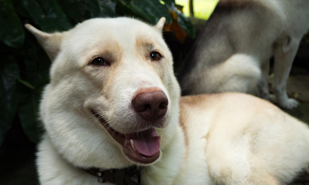 狗鼻子为什么总是湿的？揭秘狗狗敏锐嗅觉的奥秘