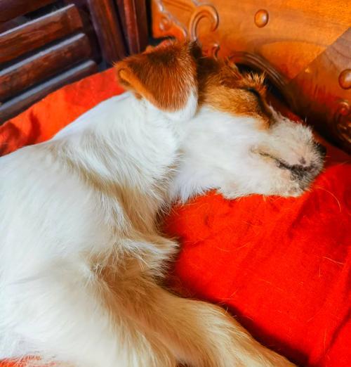 狗狗疫苗接种全攻略：幼犬成犬必备防疫指南