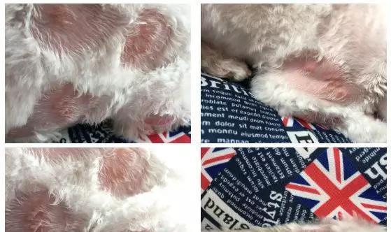 狗狗下巴白色物质成因及清洁护理方法全解析