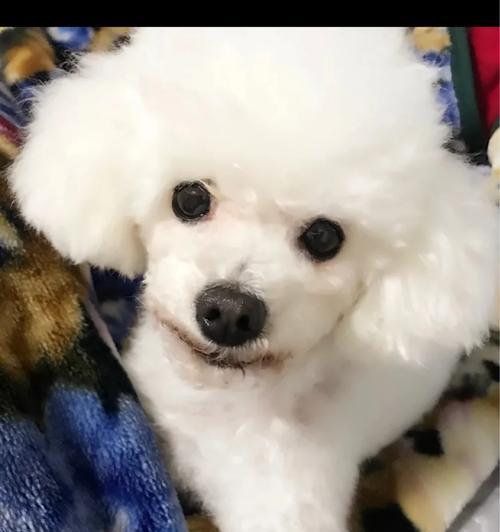 满月狗奶粉喂养指南：选择方法与断奶技巧全攻略