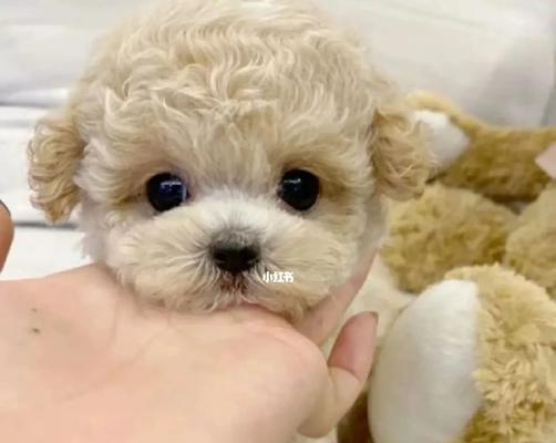 永远长不大的小狗品种揭秘：基因突变造就的永恒幼犬魅力