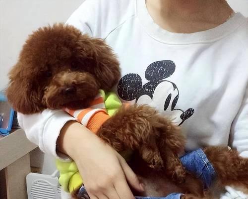 小母泰迪频繁蹭腿的15大原因及解决方法