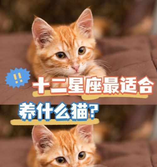 15种好养活的宠物推荐及饲养指南