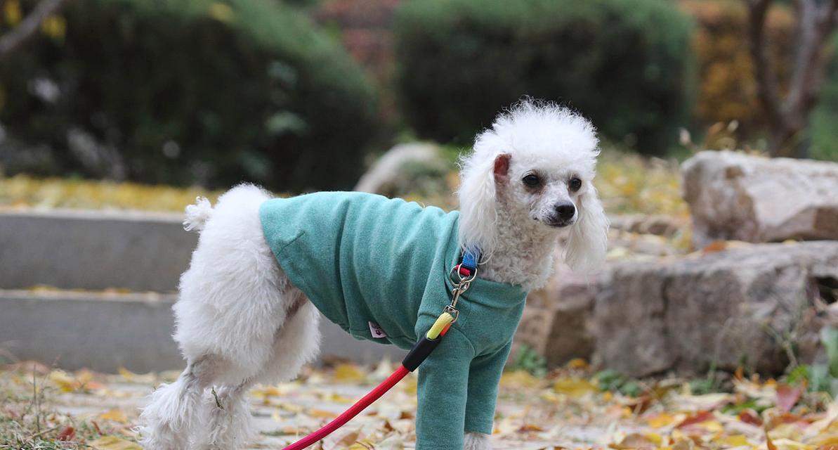 小狗鼻子的15个奇妙功能：超强嗅觉背后的科学奥秘