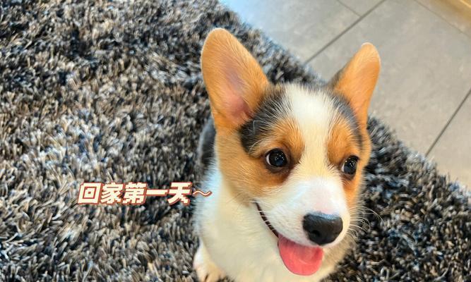 大耳朵花狗品种特征解析：起源外貌性格全面指南