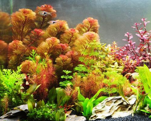 水草鱼缸种植全攻略：打造理想生态鱼缸的必备条件与技巧