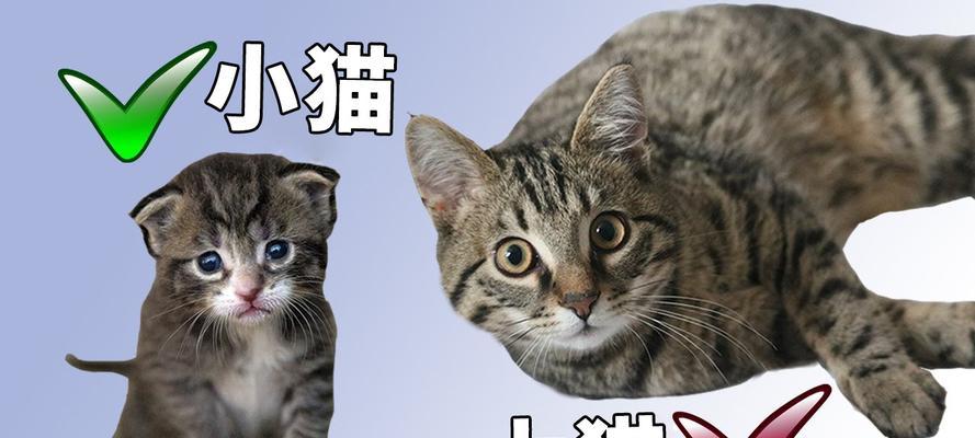 大猫为什么躲小猫？揭秘猫咪间行为差异的深层原因