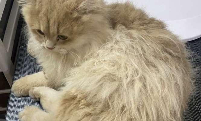 猫咪毛色油亮秘诀：科学饮食与护理方法全攻略